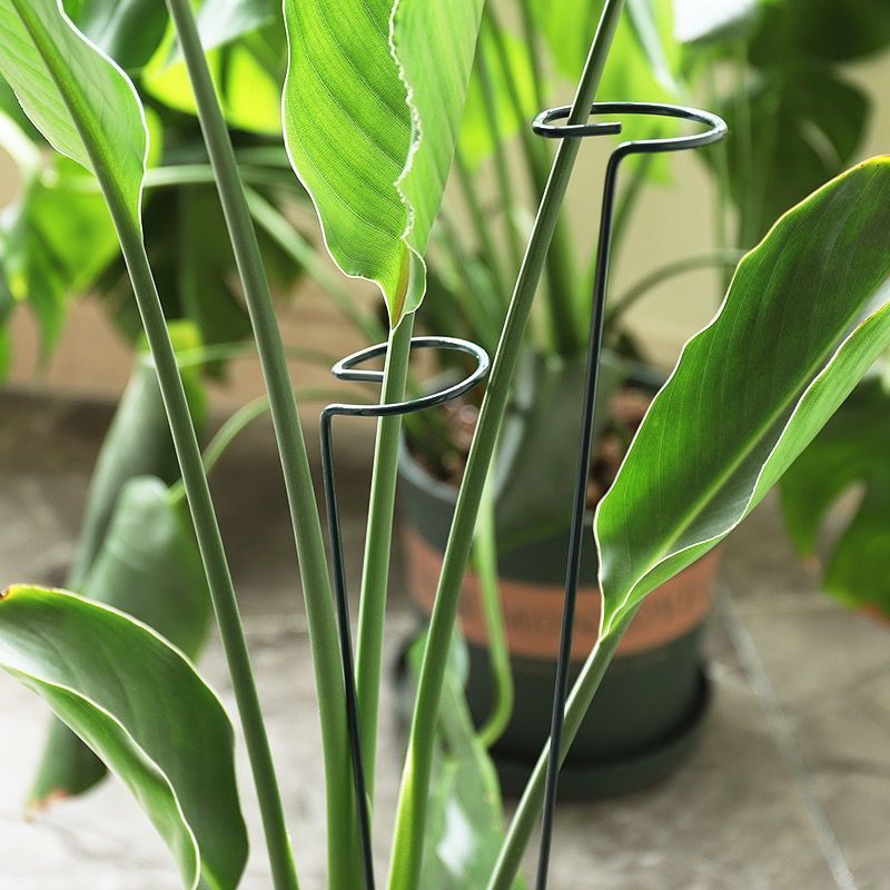 1/10pcs Garden สนับสนุน Stake  - Plant Support Stake บทวิจารณ์และราคา