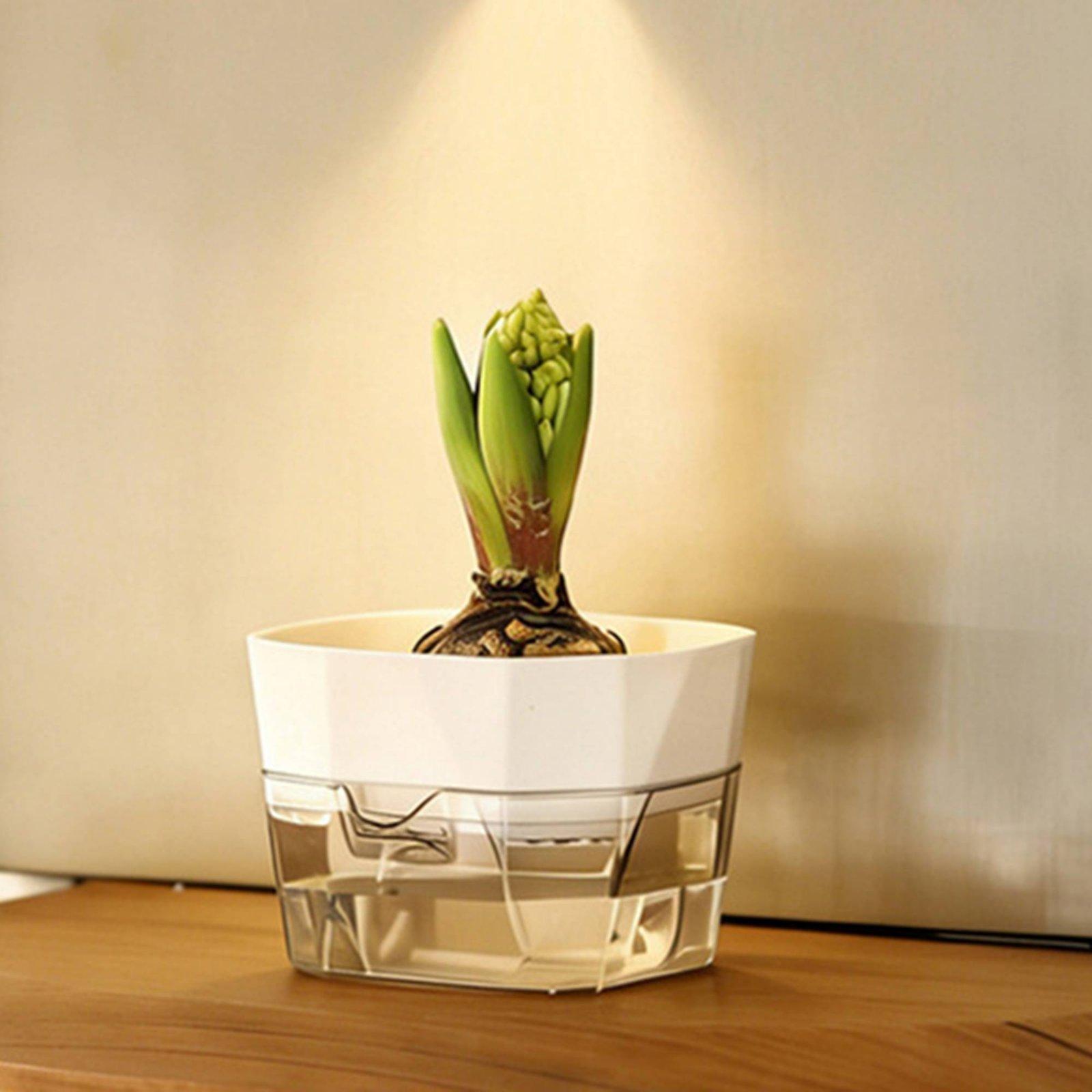 แจกันปลูกพืชแบบไฮโดรโปนิกส์สอง - Plant Pot บทวิจารณ์และราคา