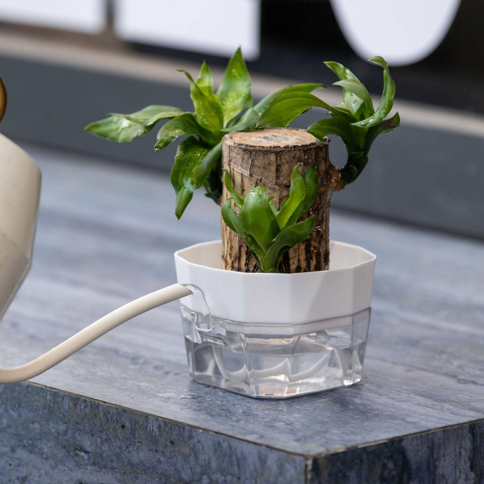 แจกันปลูกพืชแบบไฮโดรโปนิกส์สอง - Plant Pot บทวิจารณ์และราคา