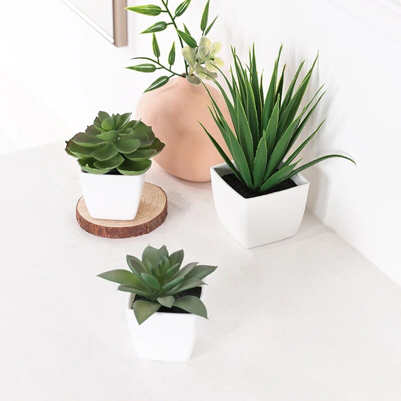 พืชบอนไซเอเวอร์กรีนเทียม3ชิ้นเ - Succulent Set บทวิจารณ์และราคา
