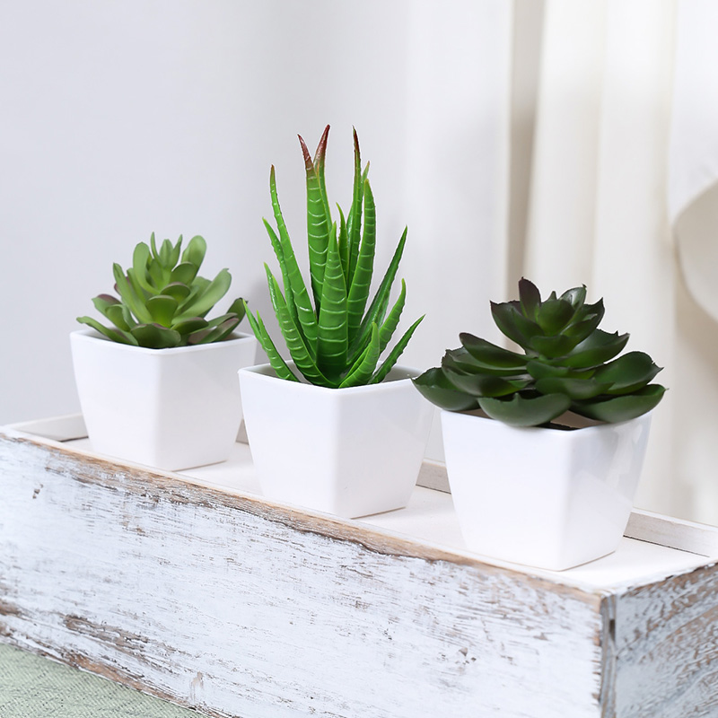พืชบอนไซเอเวอร์กรีนเทียม3ชิ้นเ - Succulent Set บทวิจารณ์และราคา