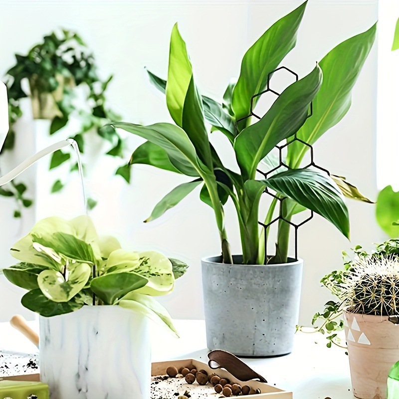 โครงตาข่ายปลูกต้นไม้ลายรังผึ้ง - Terracotta Pot บทวิจารณ์และราคา
